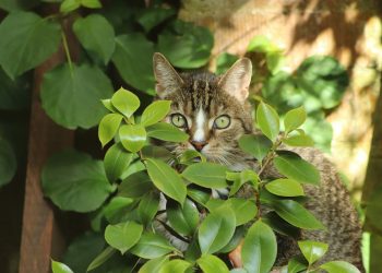 Unveiling Hidden Gems: Little-Known Facts That Will Amaze You