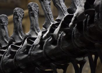 The Strangest Stories from History: Unbelievable Events and Bizarre Facts Revealed