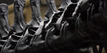 The Strangest Stories from History: Unbelievable Events and Bizarre Facts Revealed