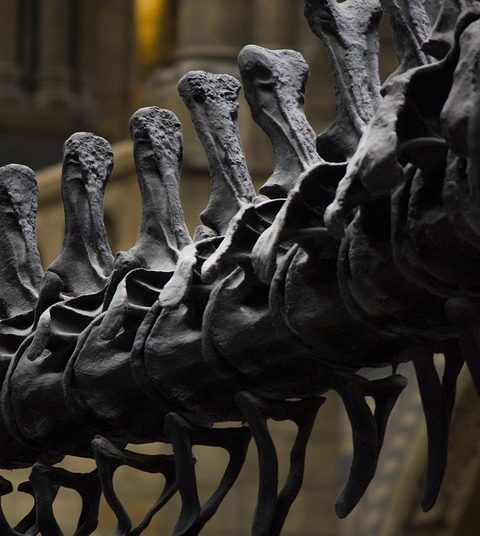 The Strangest Stories from History: Unbelievable Events and Bizarre Facts Revealed