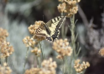 Bizarre Facts You Won’t Believe – Mythical Wonders of the World