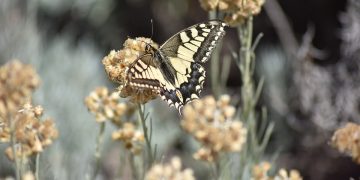 Bizarre Facts You Won’t Believe – Mythical Wonders of the World