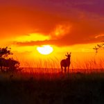 Header image for: Incredible Animal Migrations: Journeys Across Continents