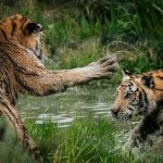 Header image for: Unusual Animal Symbiosis: Partnerships in the Wild