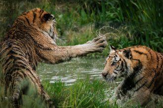 Header image for: Unusual Animal Symbiosis: Partnerships in the Wild