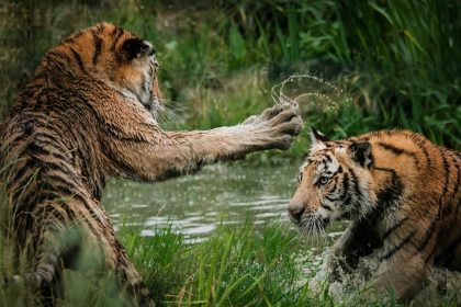 Header image for: Unusual Animal Symbiosis: Partnerships in the Wild