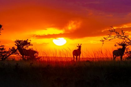 Header image for: Incredible Animal Migrations: Journeys Across Continents