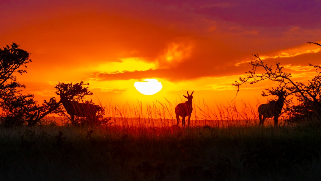 Header image for: Incredible Animal Migrations: Journeys Across Continents